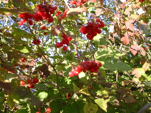 viburnum trilobum