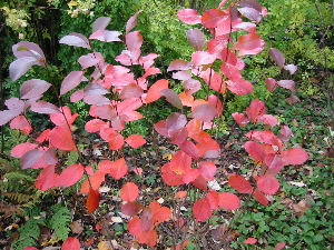 Aronia melanocarpa