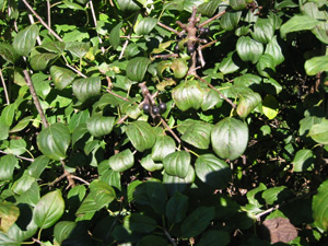 Buckthorn picture