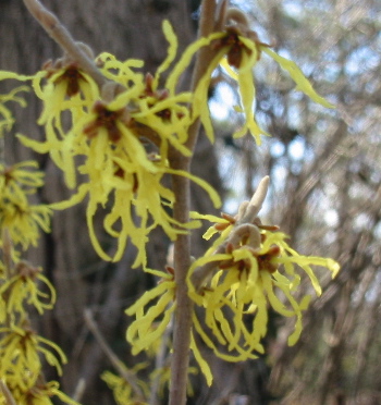 Hamamelis virginiana closeup