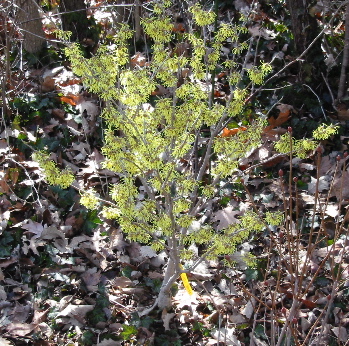 Hamamelis virginiana